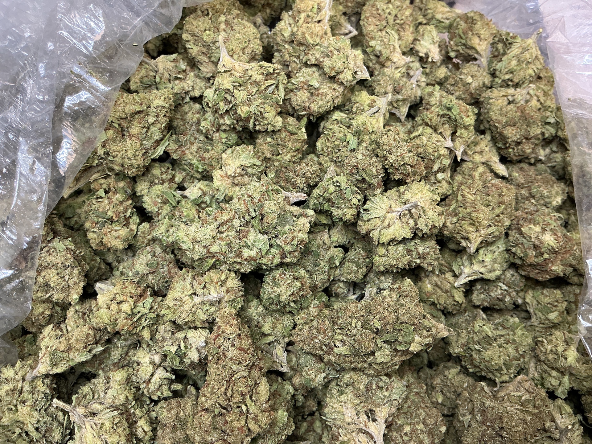 Sherblato THCa Flower (Indoor) / 7 Grams (1/4)